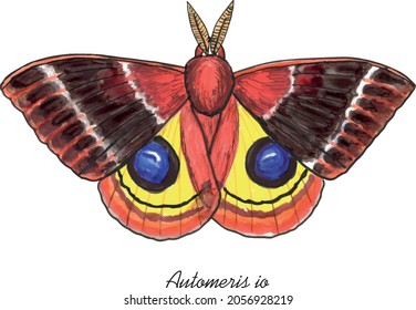 Lo Moth, butterfly with it's latin name. Live trace of marker sketch set.
