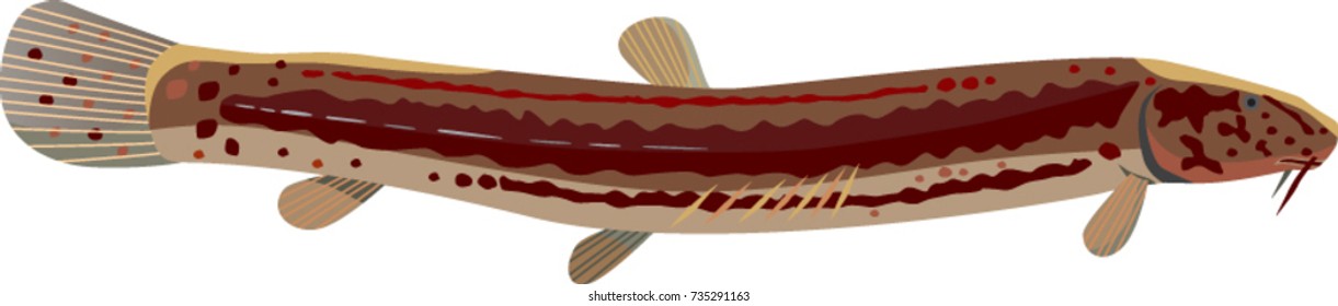 loach fish