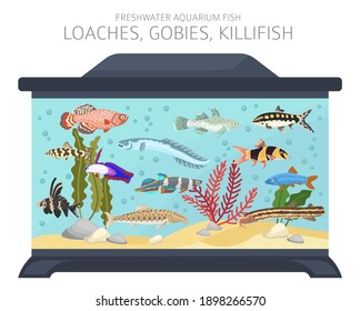 Loaches, gobies, killfish. Freshwater aquarium fish icon set flat style isolated on white.  Vector illustration