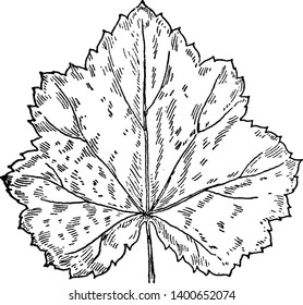 Las hojas de lobo y el petiol largo. La hoja tiene margen de serrat. El tallo de hojas es el soporte medio de la hoja, el dibujo vintage o la ilustración de grabado.
