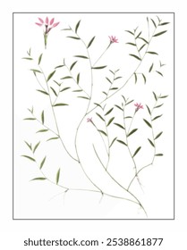 Lobelia chinensis, hand-painted floral and botanical painting, hand-painted herbal painting, natural herbs.