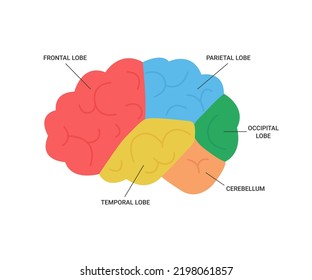 Lobes of brain human side view, medical anatomy. Different areas of brain, frontal, parietal, occipital, temporal lobe and cerebellum. Cerebrum health. Vector illustration