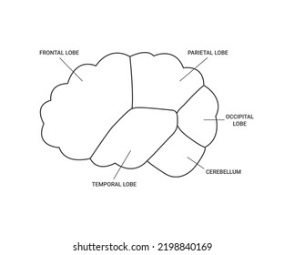 Lobes of brain human side view, template line. Different areas of brain, frontal, parietal, occipital, temporal lobe and cerebellum. Cerebrum health. Vector outline illustration