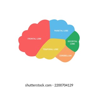 Lobes of brain human side view, cerebrum organ. Different areas of brain, frontal, parietal, occipital, temporal lobe and cerebellum. Cerebrum health. Vector illustration