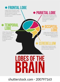Lobes of The Brain. Infographic Vector Design