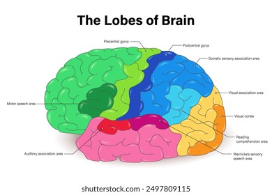 The Lobes of Brain vector. Human brain structure diagram. Brain function infographic.