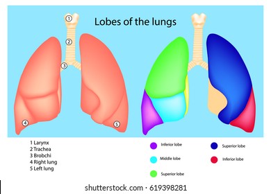Lobes of the Lungs: Their Location and Structure. Detailed diagram of the human lungs.