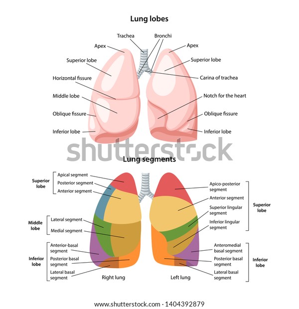 Lobes Segments Lungs Anterior View Lungs Stock Vector Royalty Free 1404392879 Shutterstock