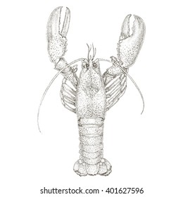 10,495 Vintage lobster illustration Images, Stock Photos & Vectors ...