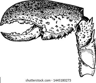 Lobster Claw, vintage engraved illustration.