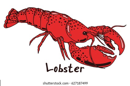 Lobster with claws. Hand drawn isolated illustration with the inscription on a white background
