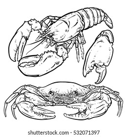 Lobster with claws on a white background. Seafood. Crab with claws drawing. 