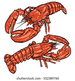 Lobster with claws on a white background. Seafood. Drawing. 