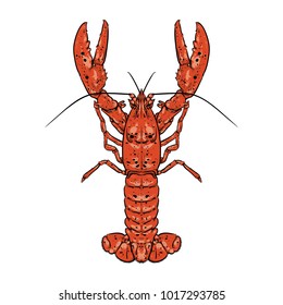 Lobster with claws, Seafood, Drawing, Doodle, Hand Draw lobster tail outline vector illustration