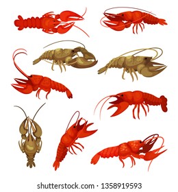 Lobster collection on white background. Crustacean concept.