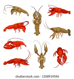 Lobster collection on white background. Crustacean concept.