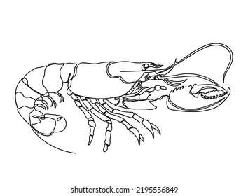 Lobster Continuous line drawing. Vector illustration