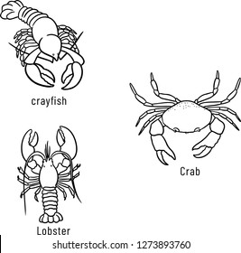 Lobster Crab, Crayfish Drawing