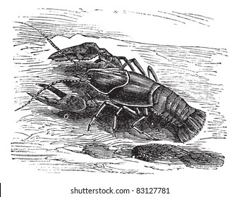 Lobster or Crayfish or Astacus sp., vintage engraving. Old engraved illustration of a Lobster. Trousset encyclopedia (1886 - 1891).