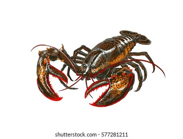 Lobster (crayfish, crabs) with claws on a white background. Seafood. Vector illustration