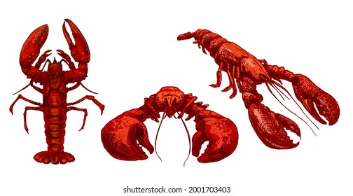 Lobster in different poses. Vintage hatching vector color illustration. Isolated on white background.