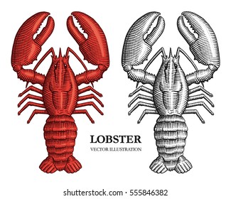 Lobster engraving vector illustration. Hand drawn crustacean in a vintage style.