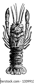 Lobster Fossil which live in crevices or burrows on the sea floor, vintage line drawing or engraving illustration.