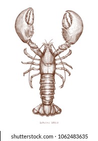 Lobster hand drawing vintage engraving illustration