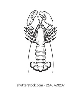 Lobster hand drawn illustration vector