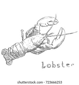 Lobster hand drawn sketch style vector illustration. Old hand drawn engraving imitation.