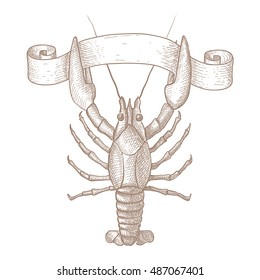 Lobster. Hand drawn sketch. Vector illustration isolated on white background