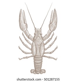 Lobster. Hand drawn sketch. Vector illustration isolated on white background