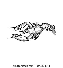 Lobster hand drawn style. Fresh organic seafood, crawfish, crayfish. Vector Illustration