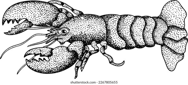 Lobster. Hand drawn underwater creatures. Vector sea life, seafood.