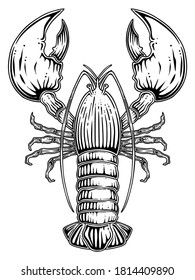 Lobster. Hand drawn vector, engraving style