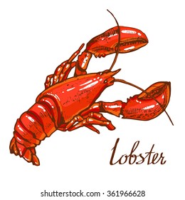 lobster hand drawn vector illustration