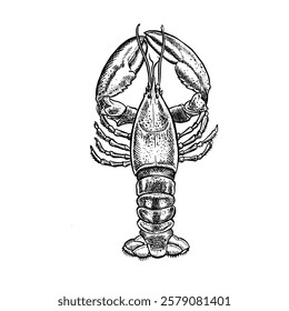 The lobster. A hand-drawn vector graphic illustration. Black and white image of seafood. Isolated from the background. Perfect for menus, recipe books, packages, labels, and more.