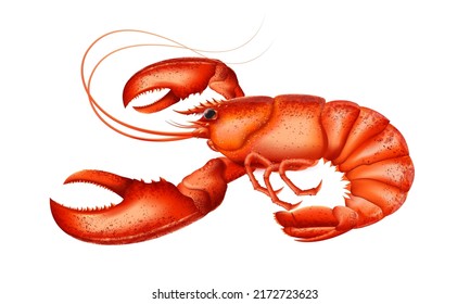 Lobster highly detailed vector. Shellfish detailed vector. Healthy meal. Cooking background. Logo closeup. Sea food.