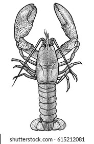 Lobster illustration, drawing, engraving, ink, line art, vector