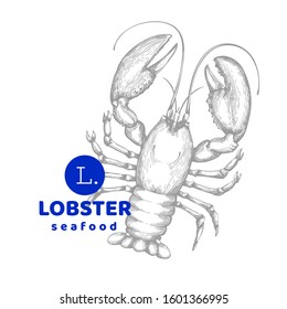 Lobster illustration. Hand drawn vector seafood illustration. Engraved style. Retro sea animal image