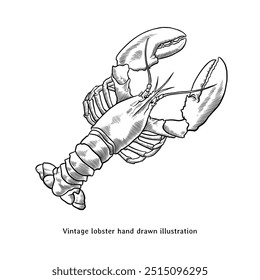 Lobster illustration. Lobster hand drawn illustration in vintage engraving style