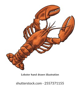 Lobster illustration. Lobster hand drawn illustration in vintage engraving style. Vintage lobster drawing