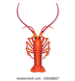 lobster illustration vector