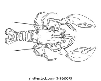  Lobster illustration / vector Lobster