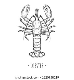Lobster illustration. Vector. Isolated object on a white background. Hand-drawn style. Top view.