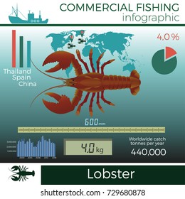 Lobster infographic, commercial fishing, vector illustration.