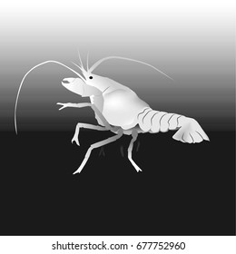 Lobster isolated