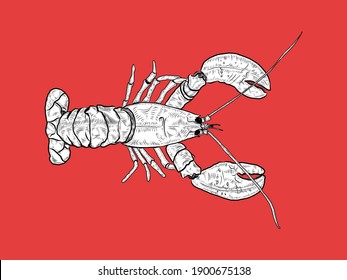Lobster isolated illustration in vector, EPS 10 File available for many design purposes