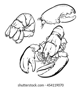 lobster isolated on a black background. Hand Draw lobster tail outline vector illustration.