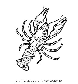 Lobster isolated on white background. Vector color vintage engraving illustration for menu, web and label. Hand drawn in a graphic style.